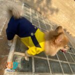 لباس سگ مدل سرهمی جین رنگ زرد 1480 - تصویر 6