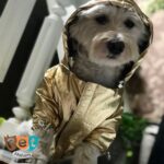 لباس سگ و گربه مدل بارانی هولوگرامی کد 1603 - تصویر 17
