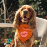 دستمال گردن سگ و گربه و جوندگان دو رو رنگ زرد طرح Im so cute1610