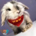 دستمال گردن سگ و گربه و جوندگان دو رو رنگ قرمز طرح I love my mom 1611 - تصویر 7