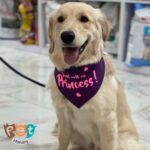 دستمال گردن سگ و گربه و جوندگان 1605 - تصویر 4
