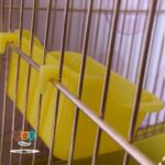 ظرف پرنده مدل ظرف لبه دار کد 1025 - تصویر 8