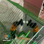 اسباب بازی پرنده مدل تاب  کد 1042 - تصویر 3