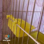 ظرف پرنده مدل ظرف لبه دار کد 1025 - تصویر 4