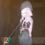 کاپشن ضدآب سگ طرح اسنوپی زرد کد1964 - تصویر 4