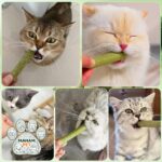 تشویقی گربه مدل کت گرس2154 - تصویر 8